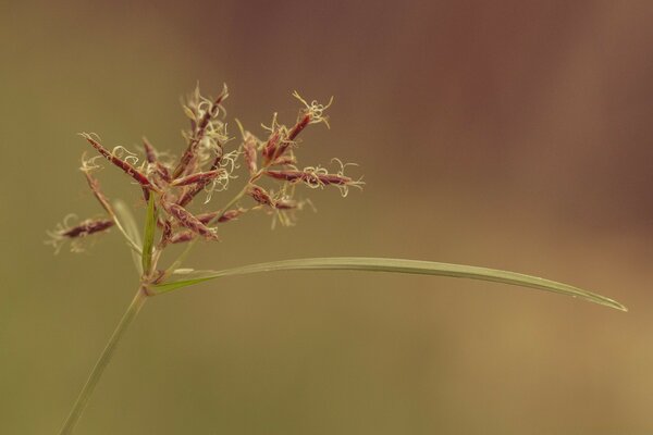 Macro photo of a wildflower on a blurry background