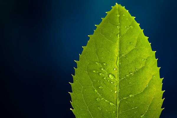 Nahaufnahme eines Blattes mit Tropfen auf blauem Hintergrund