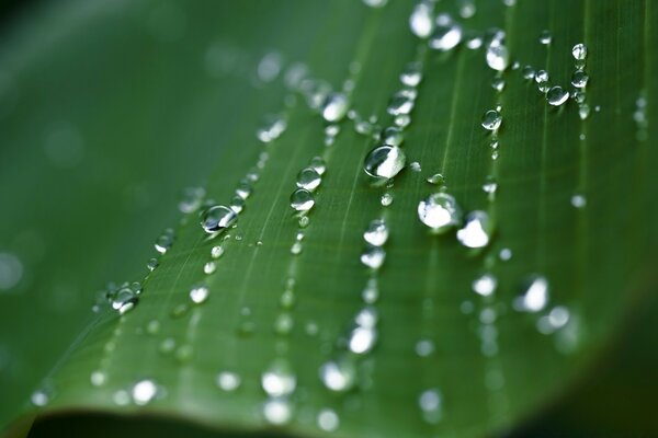 Formation of dew drops on leaves