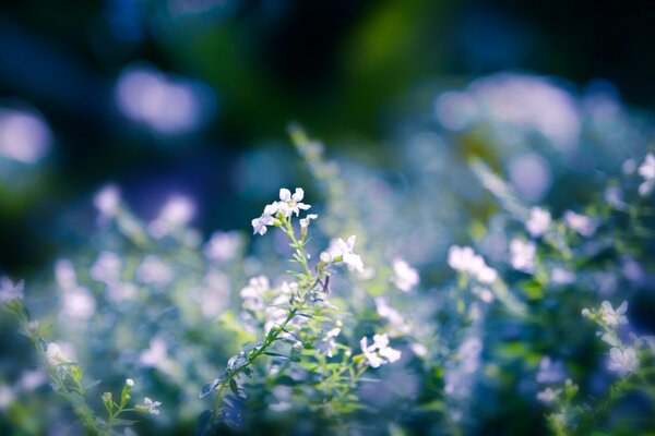 大田丁香花