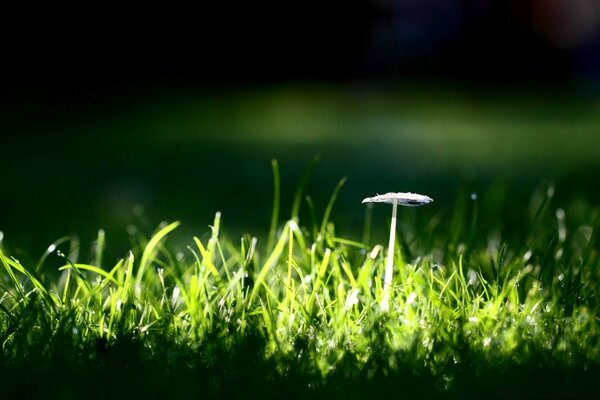 Macro de l herbe de la pelouse de printemps