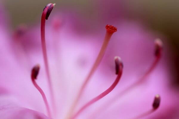 Uma linda flor rosa. Natureza