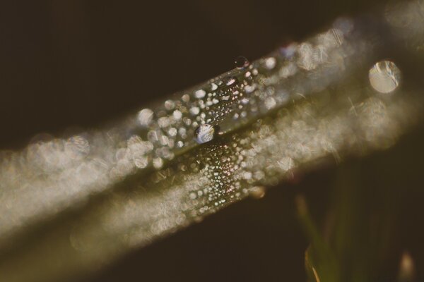 自然背景上的雨滴