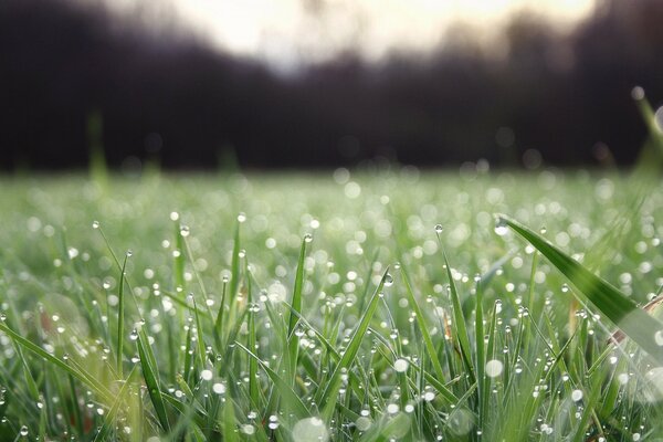 Dans le champ de l herbe après la pluie