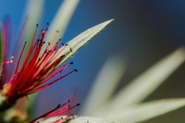 Fond d écran belles plantes
