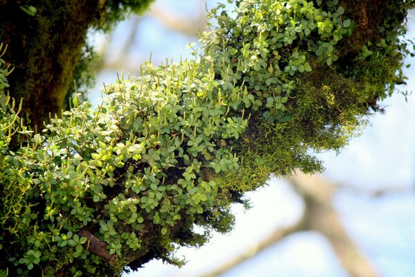 Muitas pequenas plantas verdes