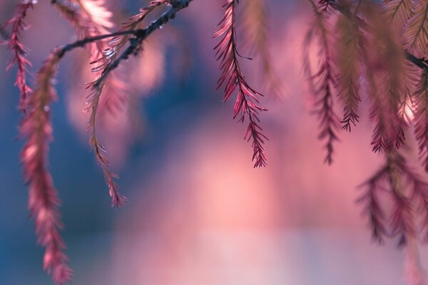 Plantes pourpres . Nature lumineuse