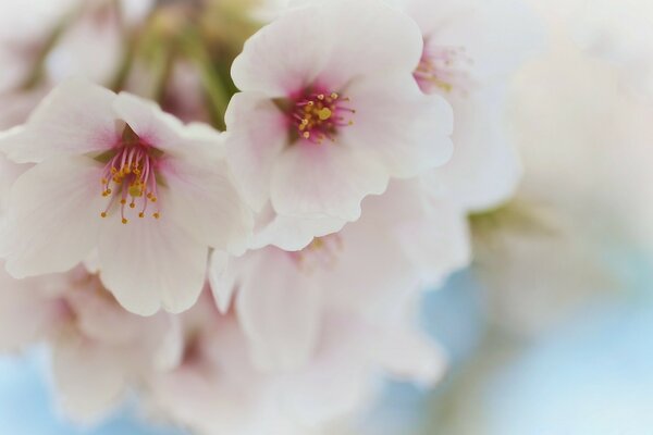 Kirschblüte der Natur im Frühling