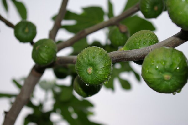 Desktop wallpapers. Fruit