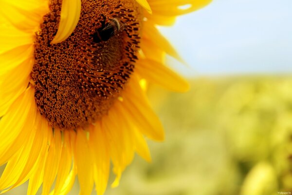 Gewinnung von Sonnenblumenkernen im Sommer