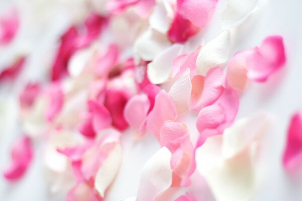White-pink rose petals
