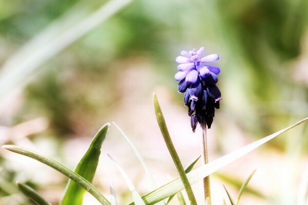 桌面壁纸。 花