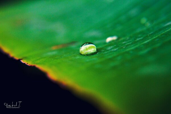 A drop of water on green leaves