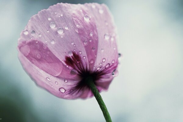 Fotografia macro flor em gotas