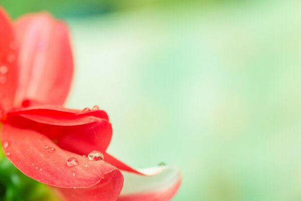Macrofoto di una goccia d acqua su un petalo di fiore rosso