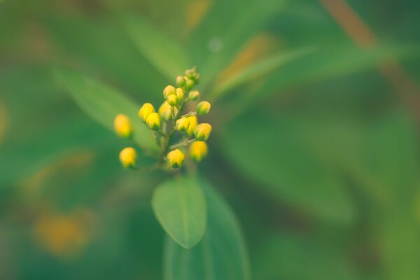一朵美丽的花的黄色花蕾