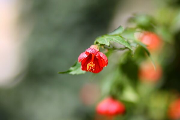 Piccolo fiore rosso macro