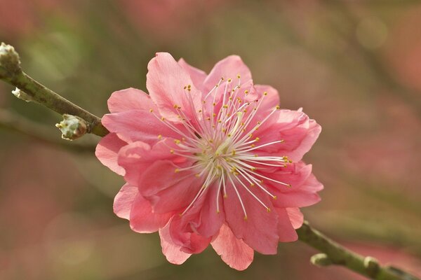 Photographie macro d une belle fleur de jardin