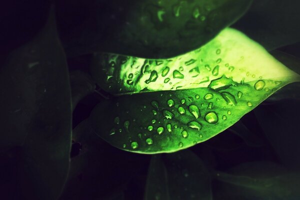 Fotografía macro de rocío en una hoja verde