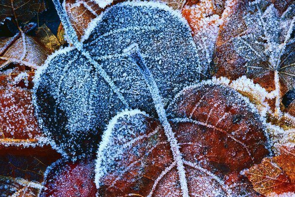 Nahaufnahme der mit Frost bedeckten Herbstblätter