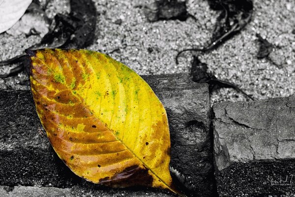 Макротүсірілім сұр фонда сары жапырақ