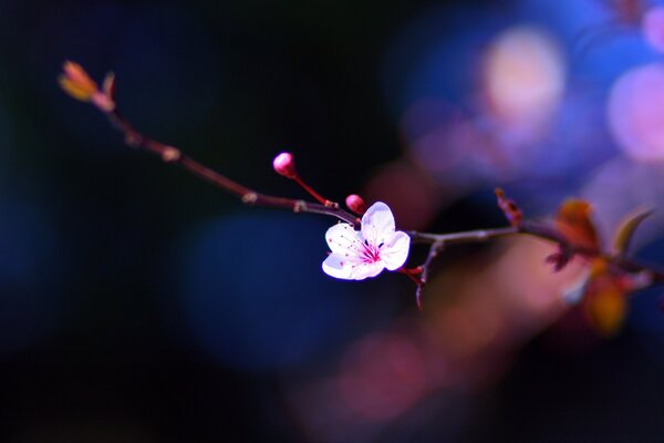 Gros plan d une fleur en fleurs sur une branche