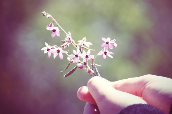 Kleine Blumen in der Hand des Menschen