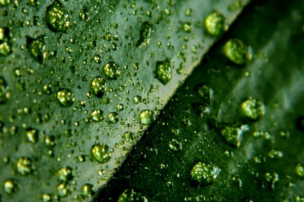 Foglie e gocce d acqua