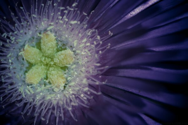 Lilac flower full screen