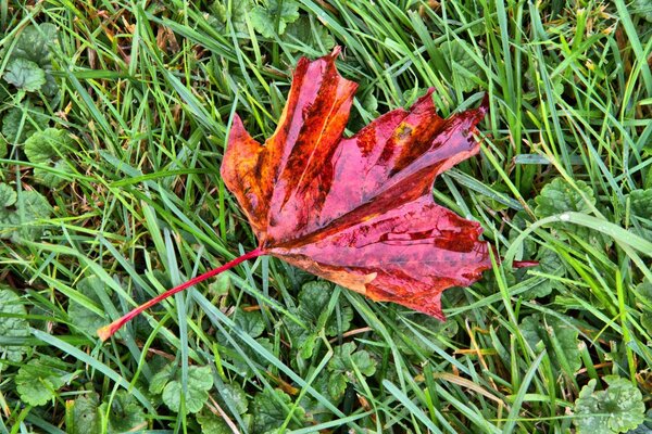 Le premier signe d un automne proche