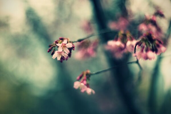 Macro photography of garden color in flora