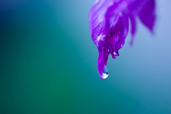 Macro photography. A drop flowing down a petal