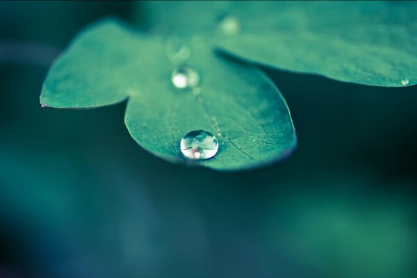 Gocce di rugiada su una foglia verde