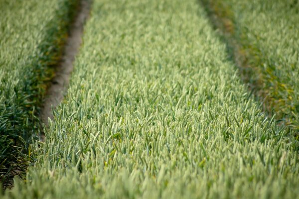 Enobrecimento da grama do campo pelo homem