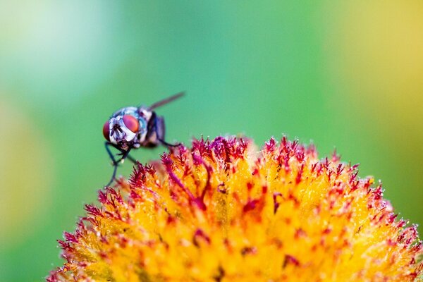 Insetto sul fiore. Sfondo naturale