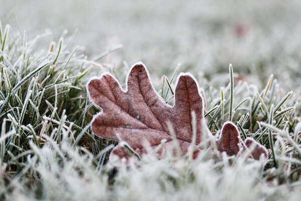 Makrofotos von Frost. Raureif und auf dem Rasen