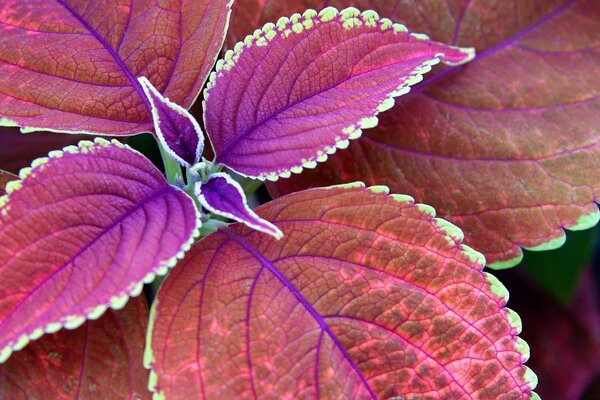 Makro Fotoğrafçılığı. Güzel bir çiçeğin masaüstü duvar kağıdı