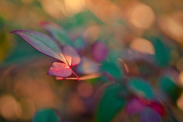 Folha de planta brilhante close-up