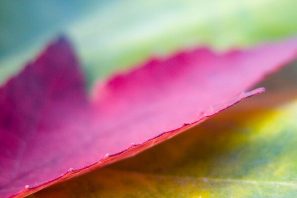 Macro fotografía de una hoja caída de otoño