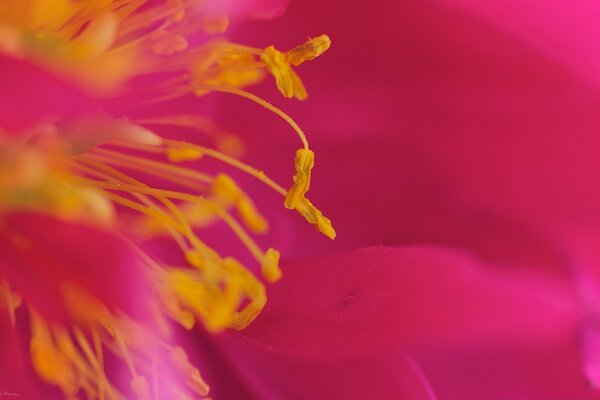 Macrofoto de estambres de flores de color rosa brillante