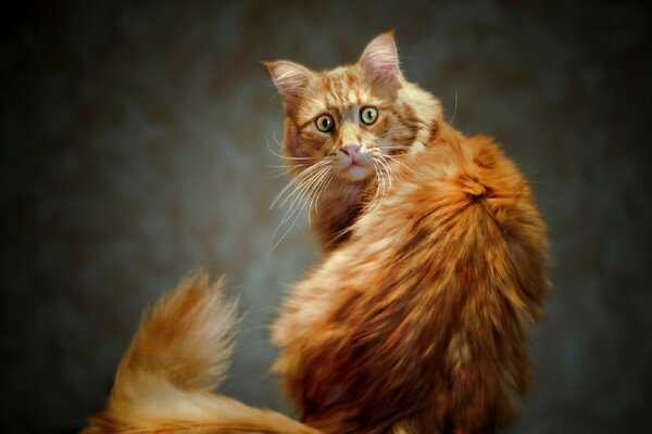 Kızıl saçlı kedi şaşkınlıkla bakıyor