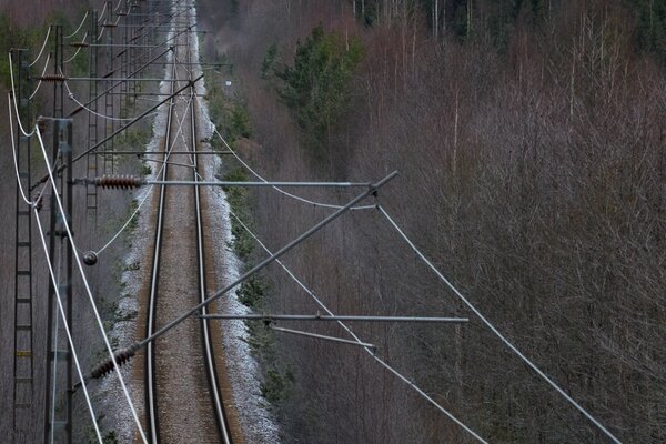 Tren vagón bosque árbol