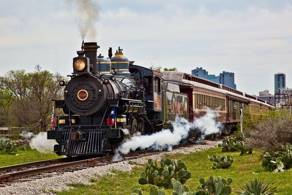 Tren corriendo Squash cactus