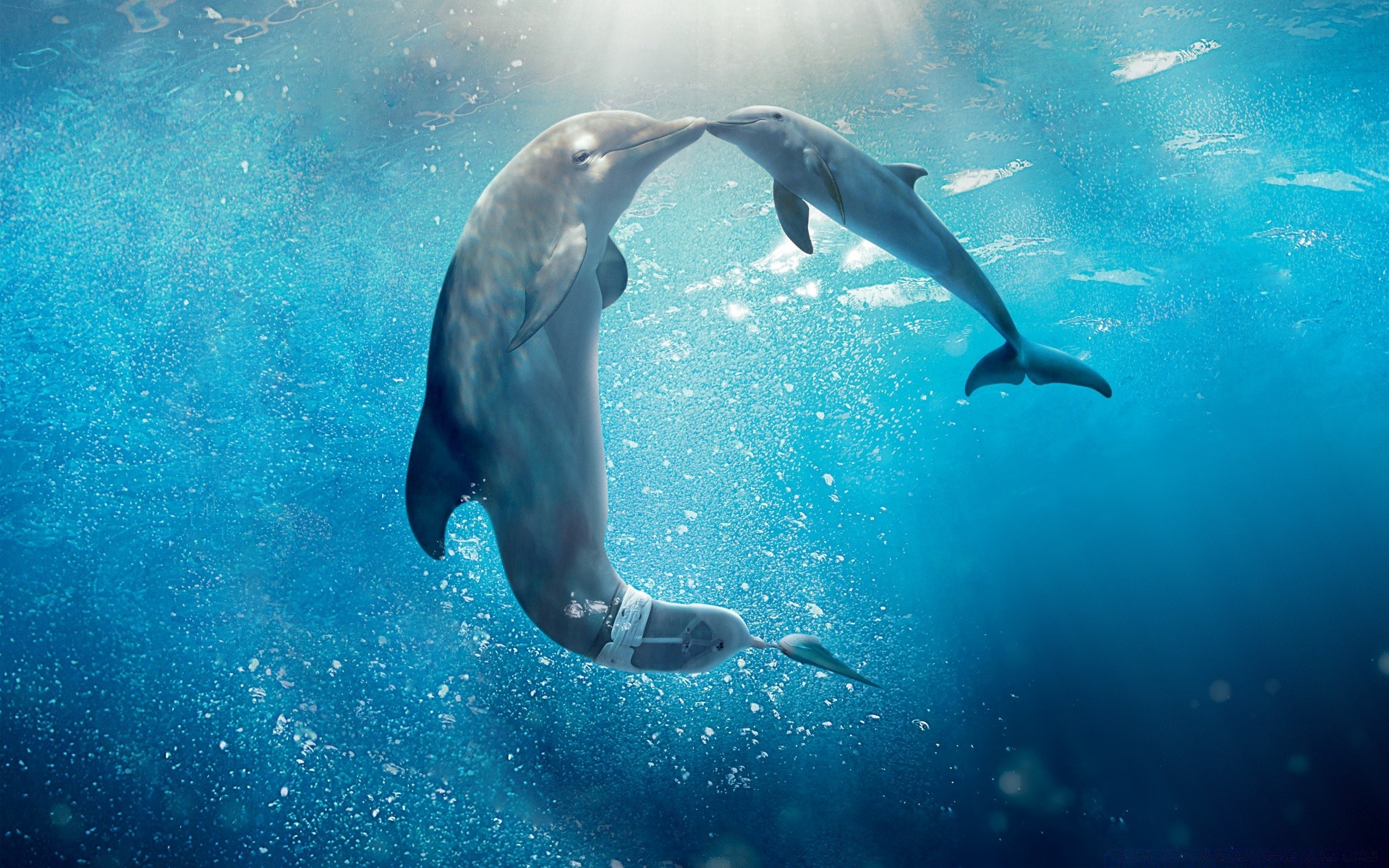 Живые обои дельфины обои на телефон.