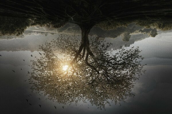 Arbre paradisiaque dans la brume naturelle de l aube