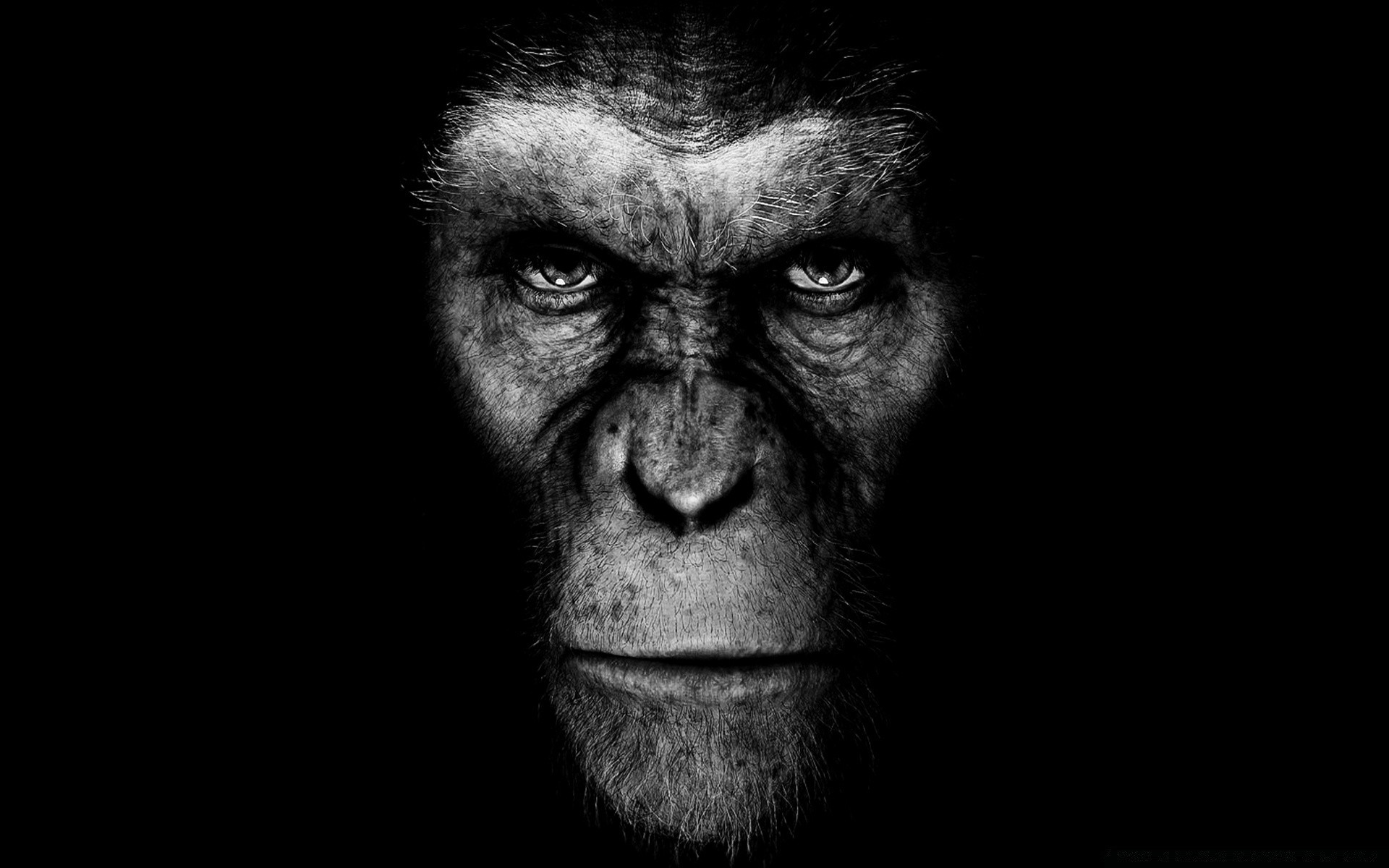 movies portrait monochrome one face primate monkey adult black and white man