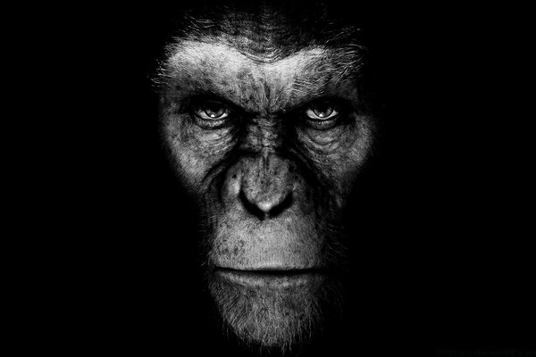 Мавпа з фільму Планета мавп