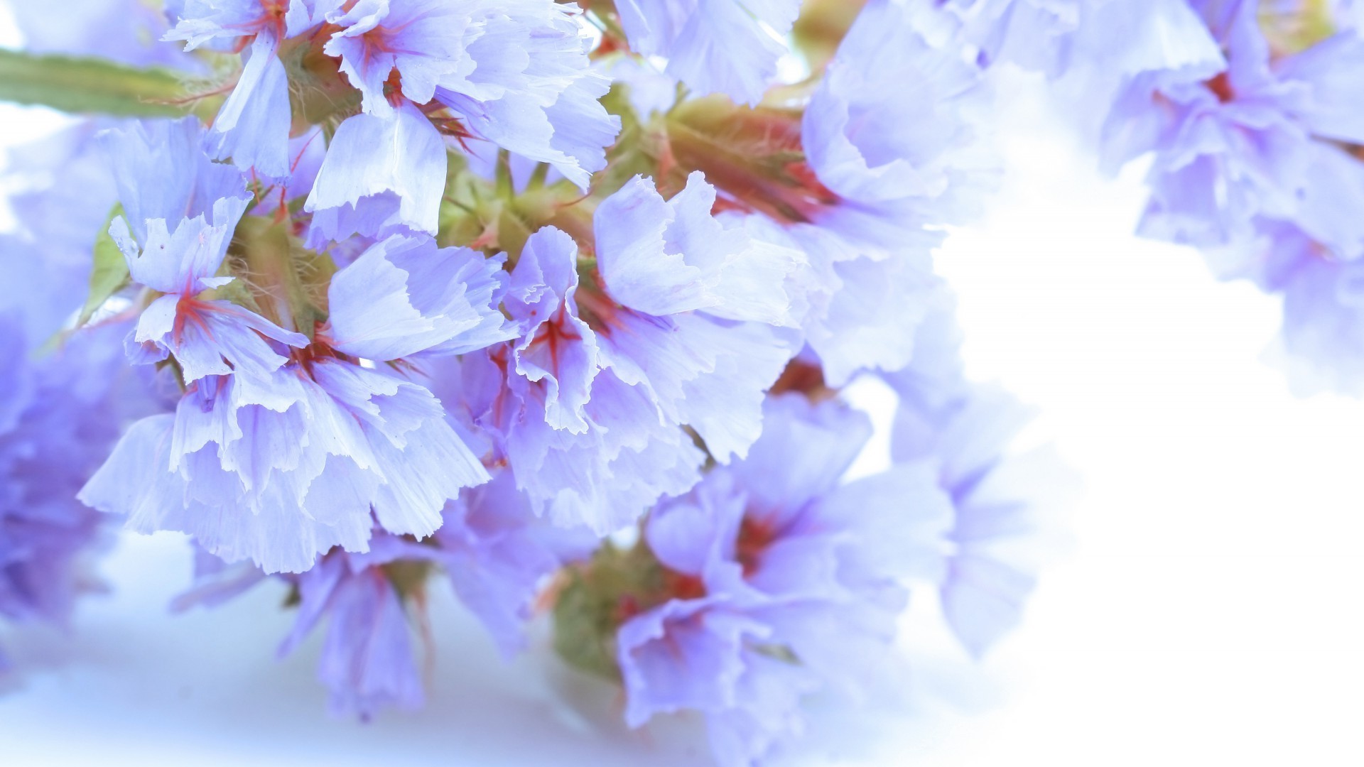 flowers nature flower flora leaf bright petal garden blur color summer floral season blooming beautiful delicate outdoors growth