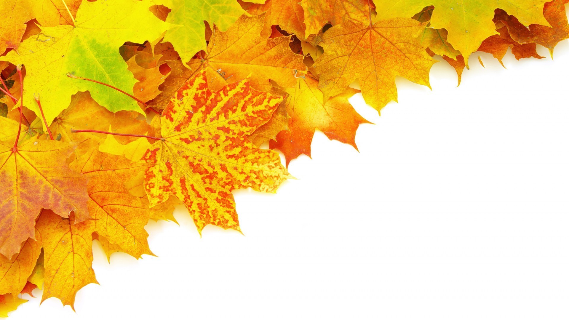 leaves fall maple leaf desktop season color bright nature flora gold vibrant oak tree margin