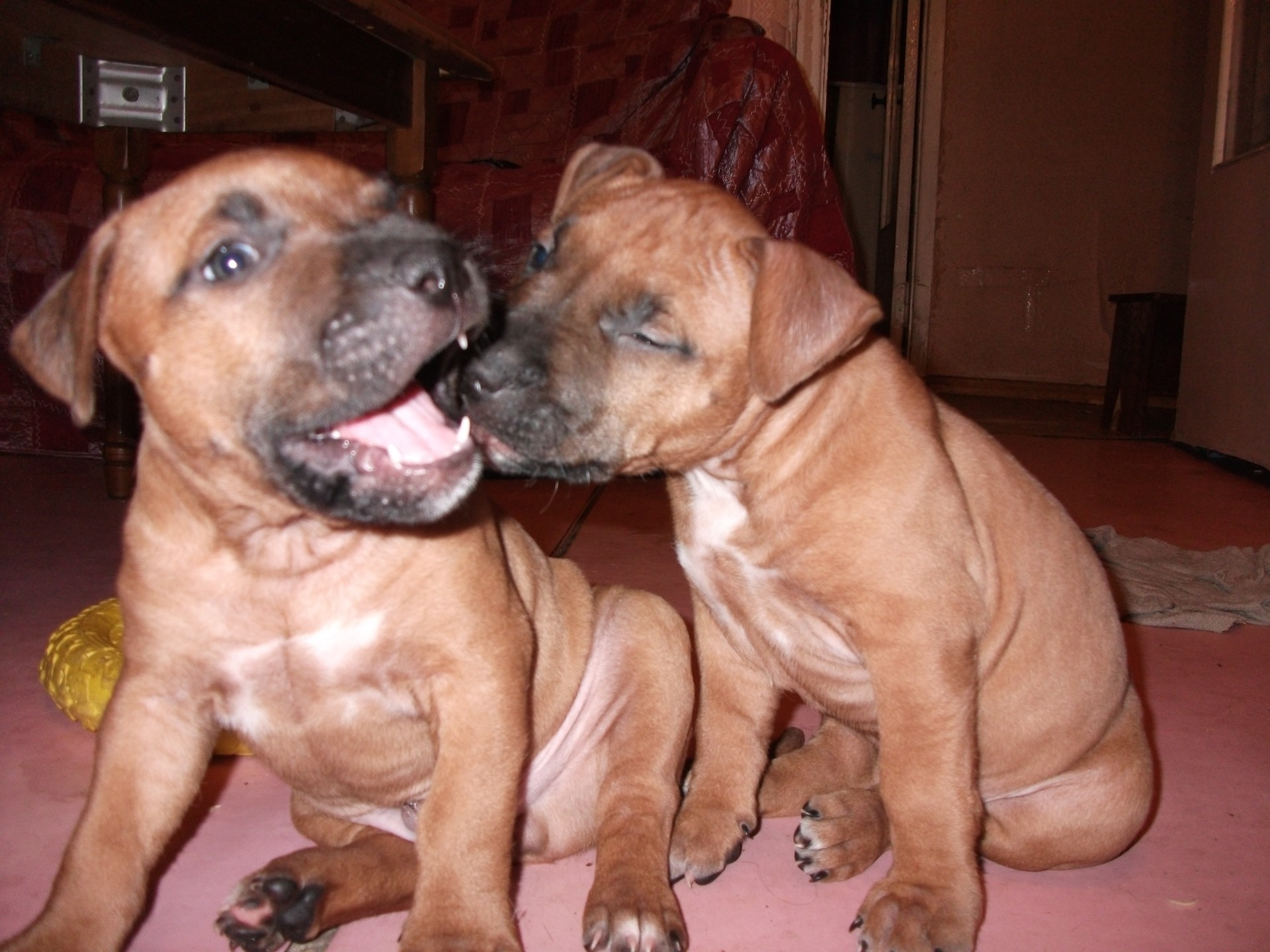 animais cão cinegrafista mamífero animal de estimação retrato filhote de cachorro sozinho sentar fofa dois boxer